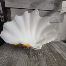 Large Shell w/Lucite display stand - My Wyo Designs