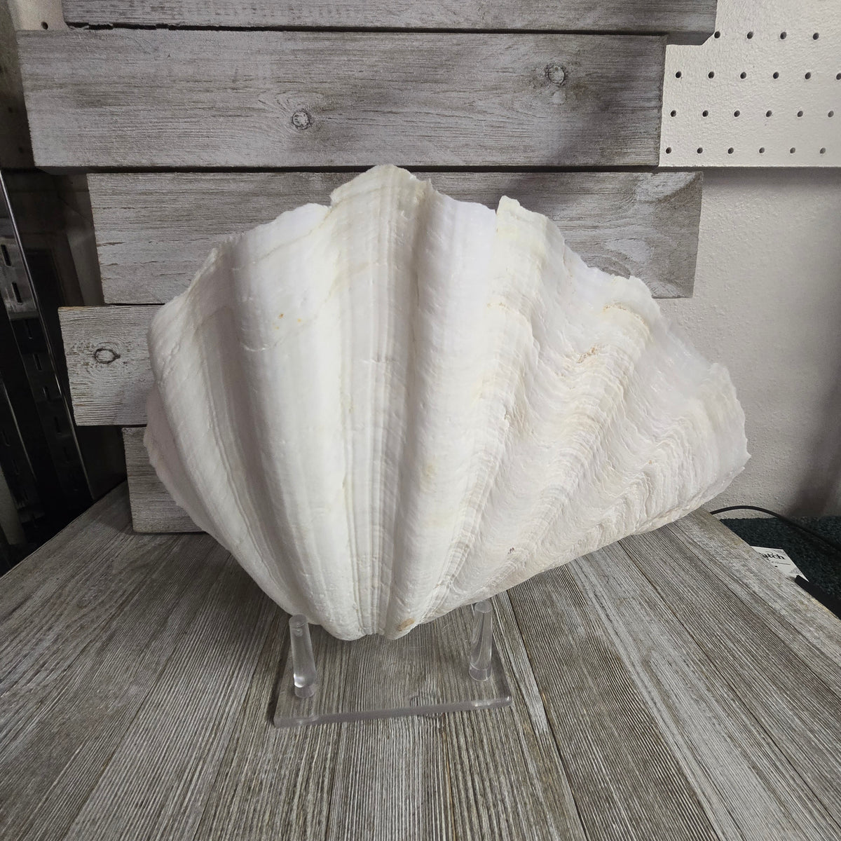 Large Shell w/Lucite display stand | My Wyo Designs