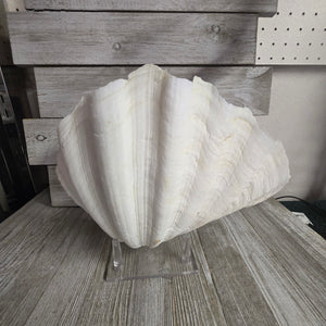 Large Shell w/Lucite display stand - My Wyo Designs