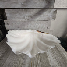 Large Shell w/Lucite display stand - My Wyo Designs