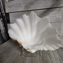 Large Shell w/Lucite display stand - My Wyo Designs