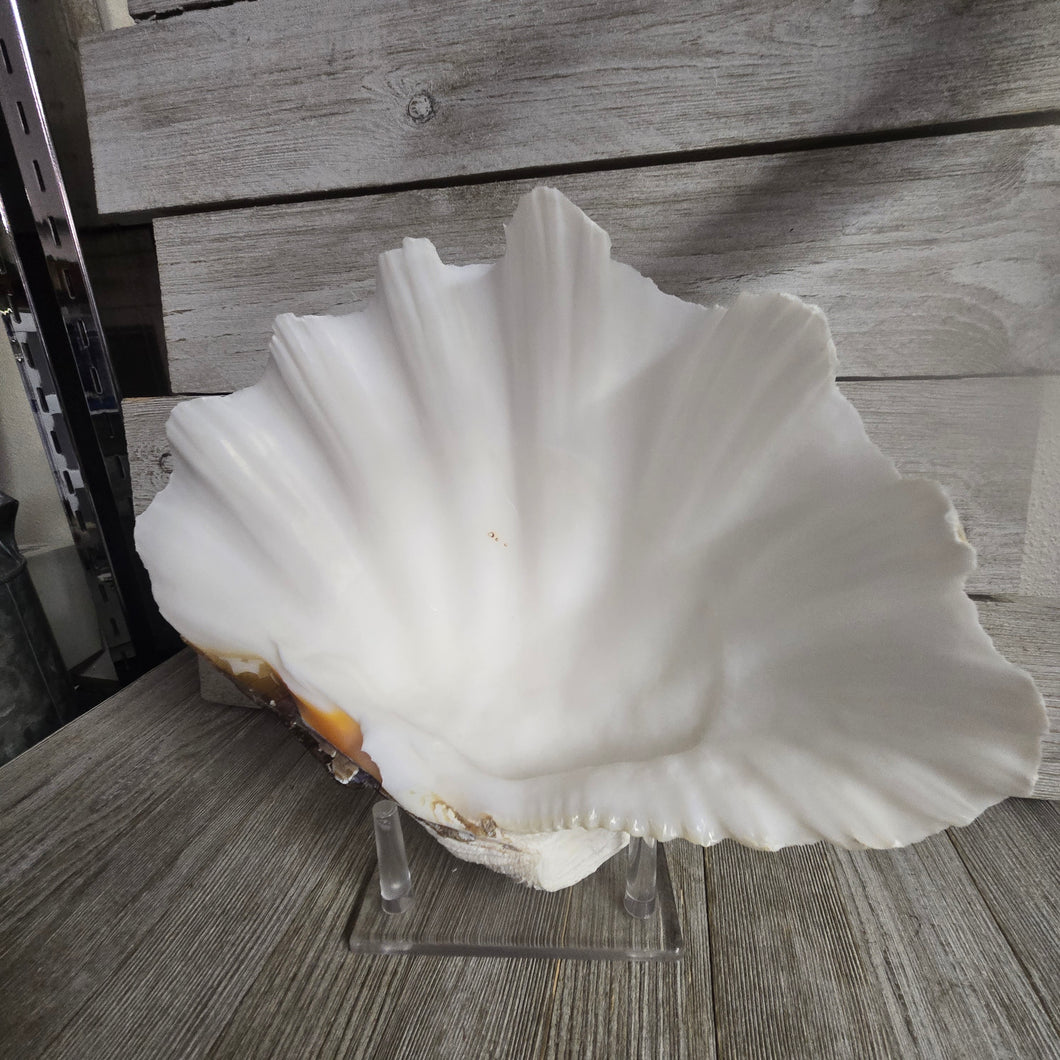 Large Shell w/Lucite display stand - My Wyo Designs